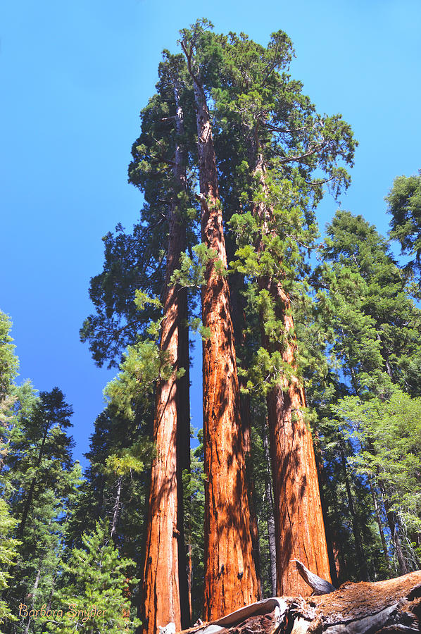 Three Giant Sequoias Photograph by Barbara Snyder - Fine Art America