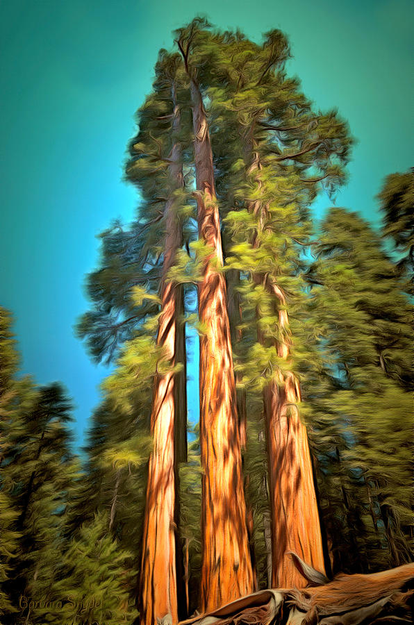 Tree Painting - Three Giant Sequoias Digital by Barbara Snyder