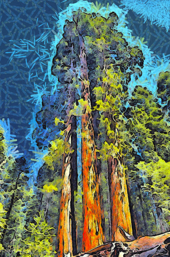 Three Giants Of The Forest Abstract Photograph by Barbara Snyder