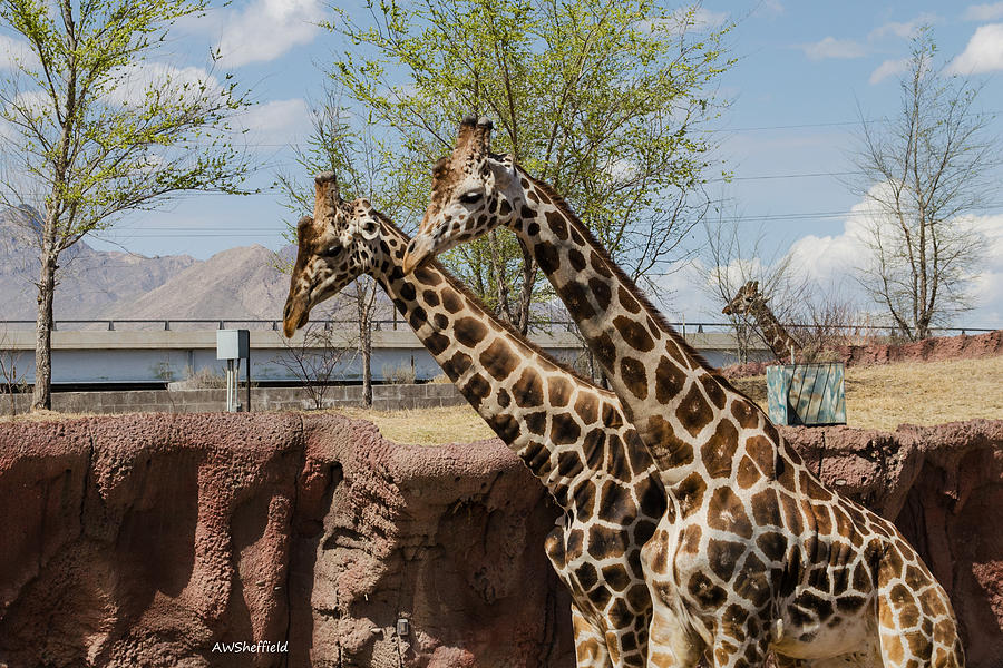 El Paso Photograph - Three Giraffes by Allen Sheffield