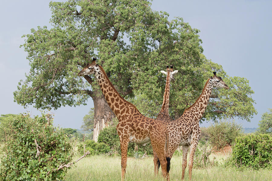 Three Giraffes And Baobab Tree Photograph by Tien Le