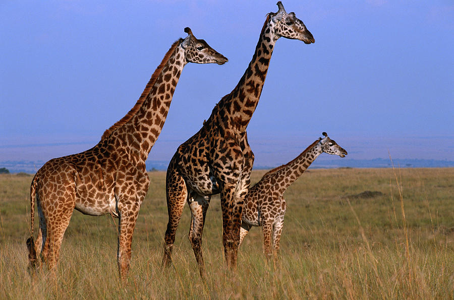 Three Giraffes (Giraffe camelopardalis tippleskirchi) standing in grassland, Masai Mara N.R, Kenya Photograph by Anup Shah