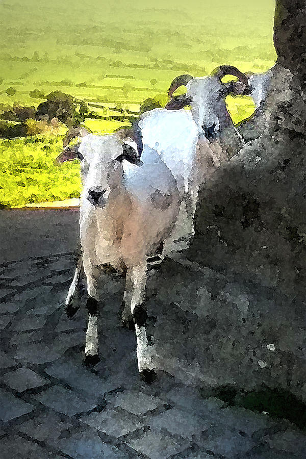 Three Glastonbury Sheep Digital Art by Vicki Lea Eggen