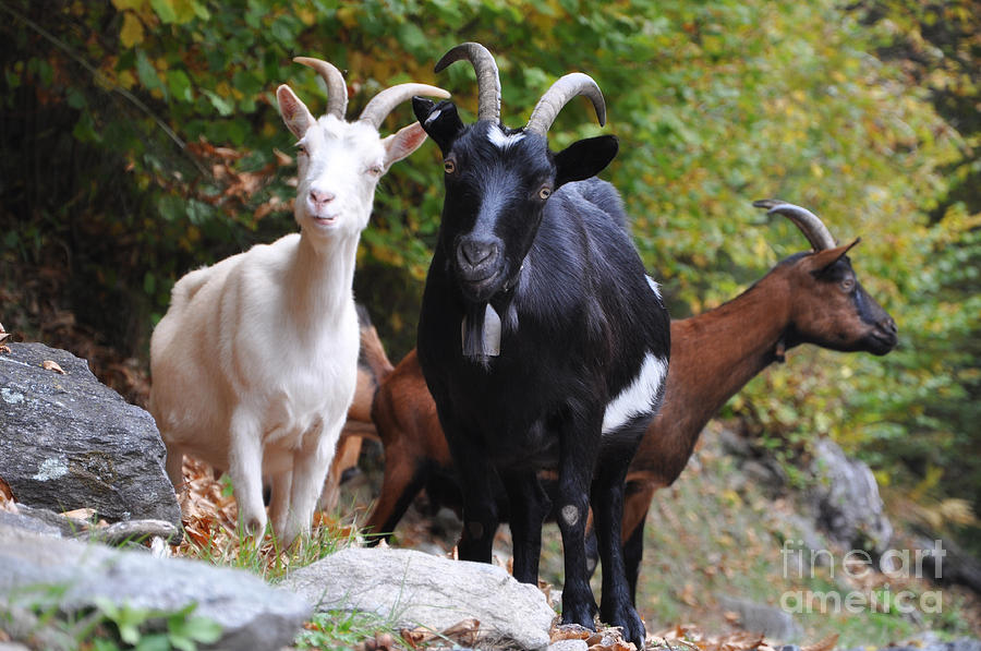 Goat Photograph - Three goats by Mats Silvan