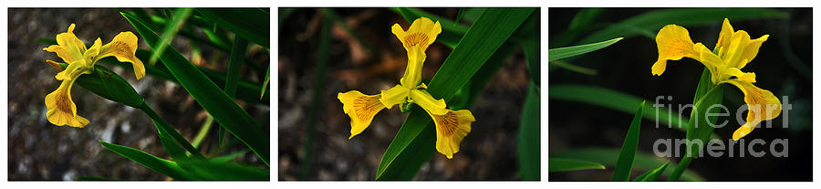 Iris Photograph - Three Golden Iris - Collage by Kaye Menner