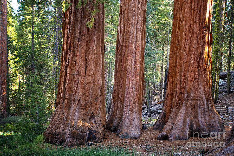 Three Graces Yosemite Photograph by Jane Rix