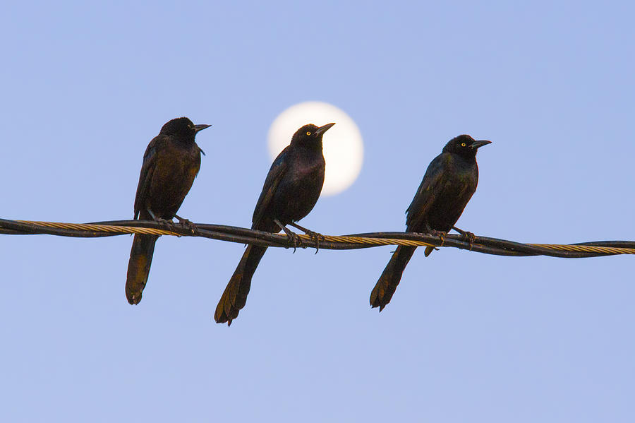 Three Grackles with Full Moon Photograph by Steven Schwartzman