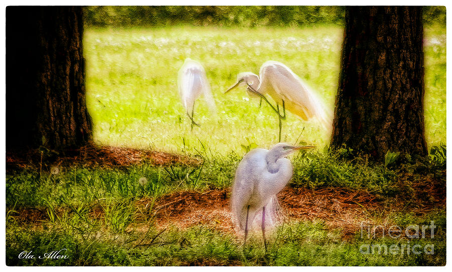 Egret Photograph - Three Great Egrets by Ola Allen