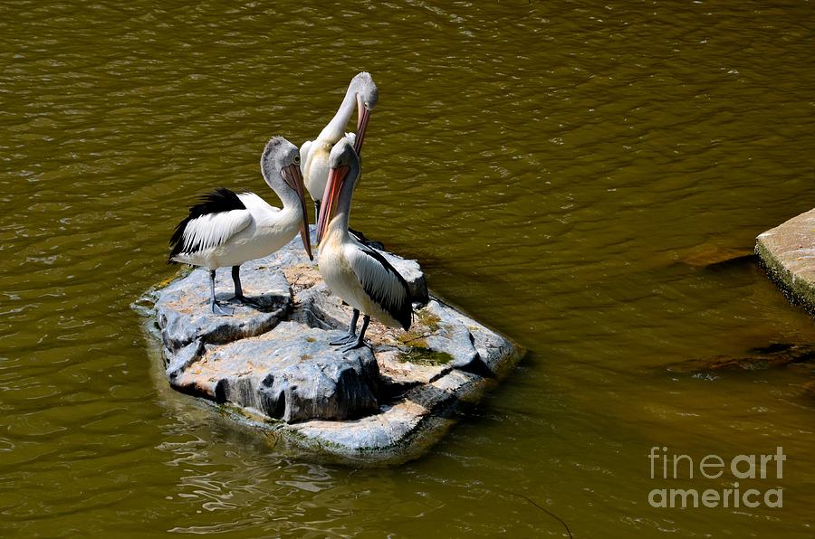 Three Great White Pelicans standing on rock Photograph by Imran Ahmed