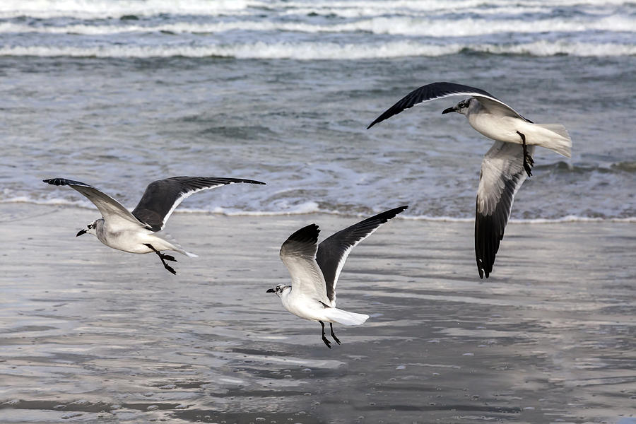 Three Gulls In Flight Photograph