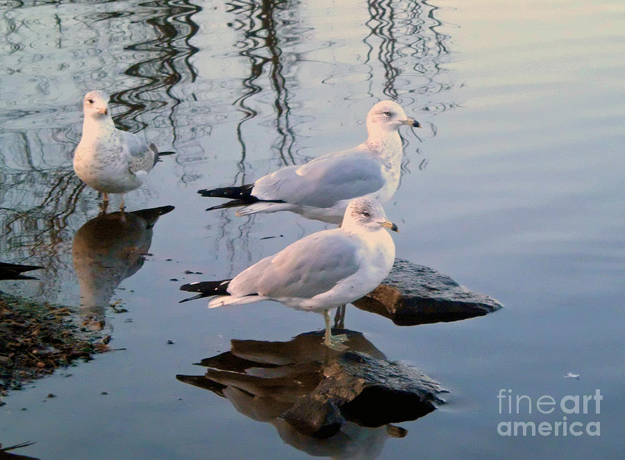 Bird Photograph - Three Gulls by Marcel  J Goetz  Sr