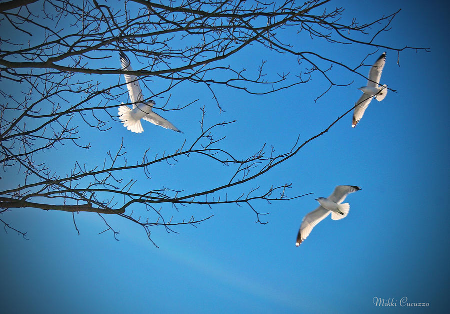 Three Gulls Photograph by Mikki Cucuzzo