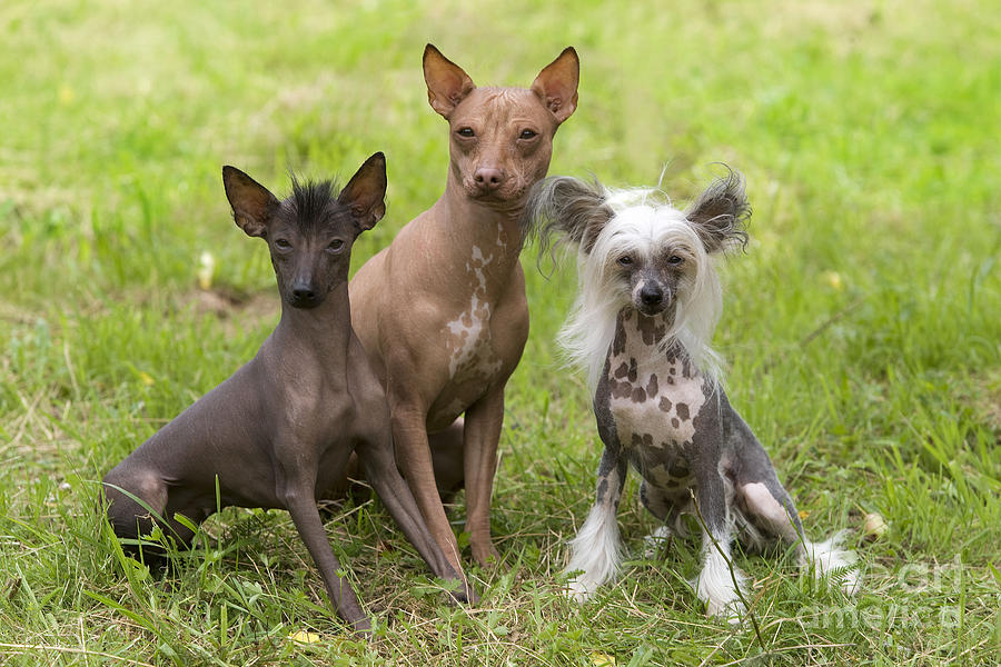 Three Hairless Dogs Photograph by Jean-Michel Labat