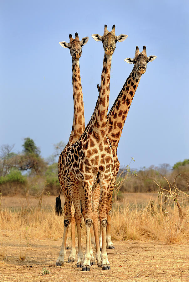 Three Headed Giraffe Photograph by Xavier Ortega