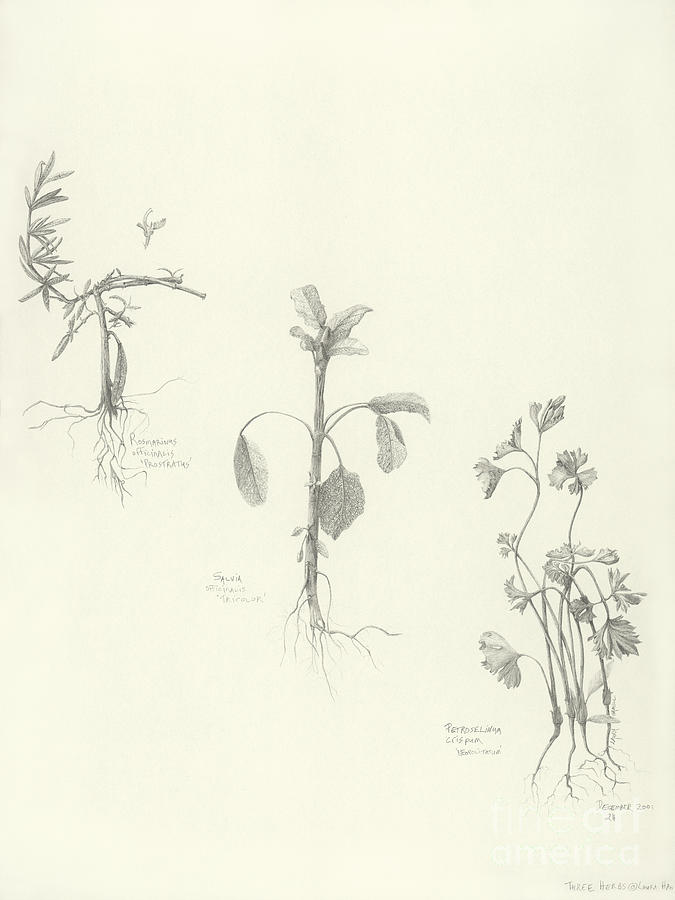 Three Herbs Drawing by Laura Hamill