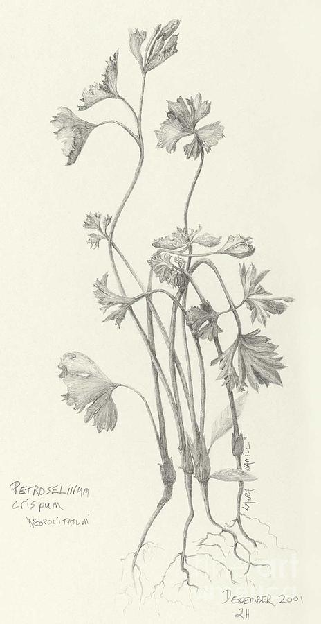 Three Herbs - Parsley Drawing by Laura Hamill