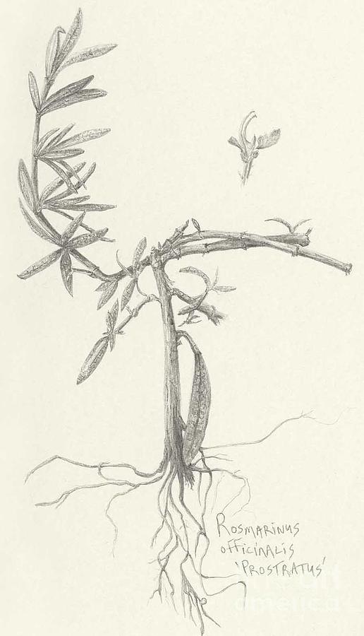Three Herbs - Rosemary Drawing by Laura Hamill