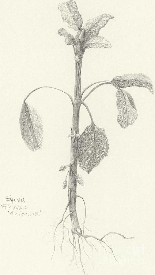 Three Herbs - Tricolor Sage Drawing by Laura Hamill