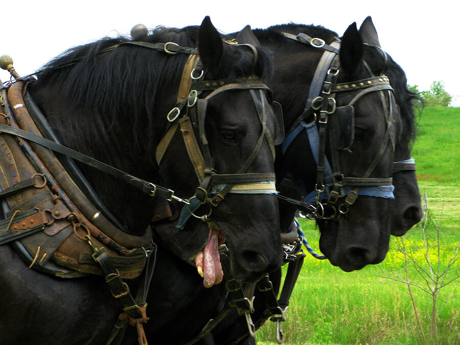 Three Horse Team Photograph by Richard Singleton - Pixels