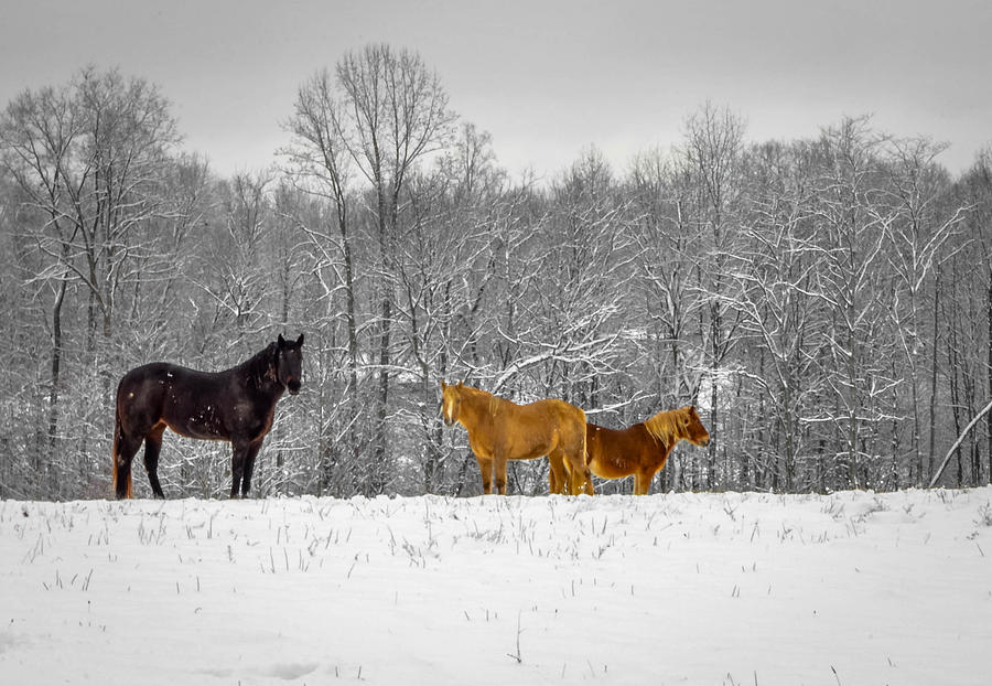 Three Horses Photograph by Brian Stevens