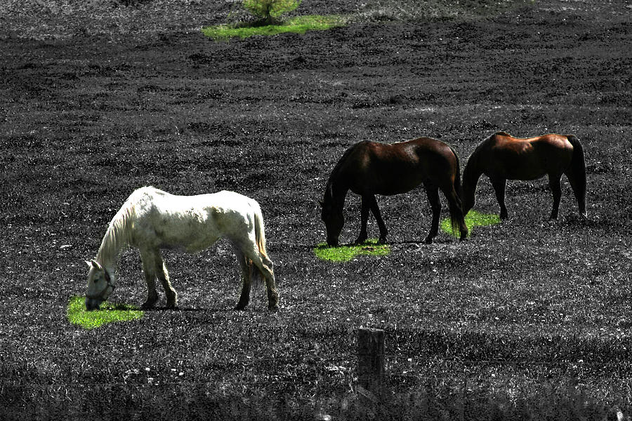 Three Horses Photograph by David Yocum