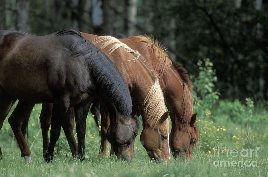 Three Horses Feeding Photograph by Rolf Kopfle