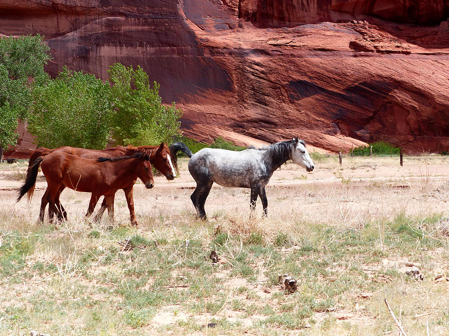 Three Horses in Canyon Photograph by Marcia Socolik
