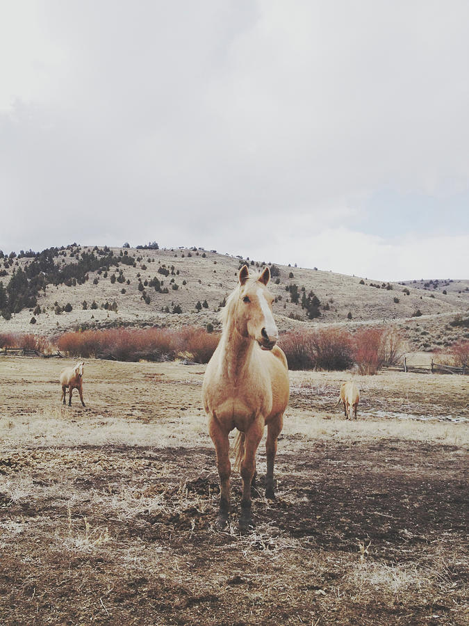 Three Horses Photograph by Kevinruss