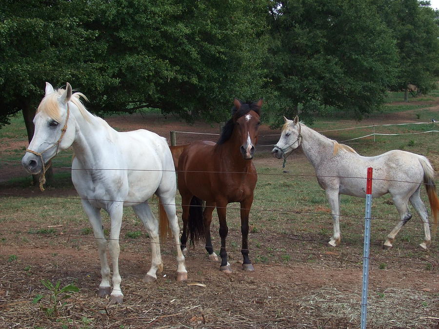 Horse Photograph - Three Horses by Lisa Wormell