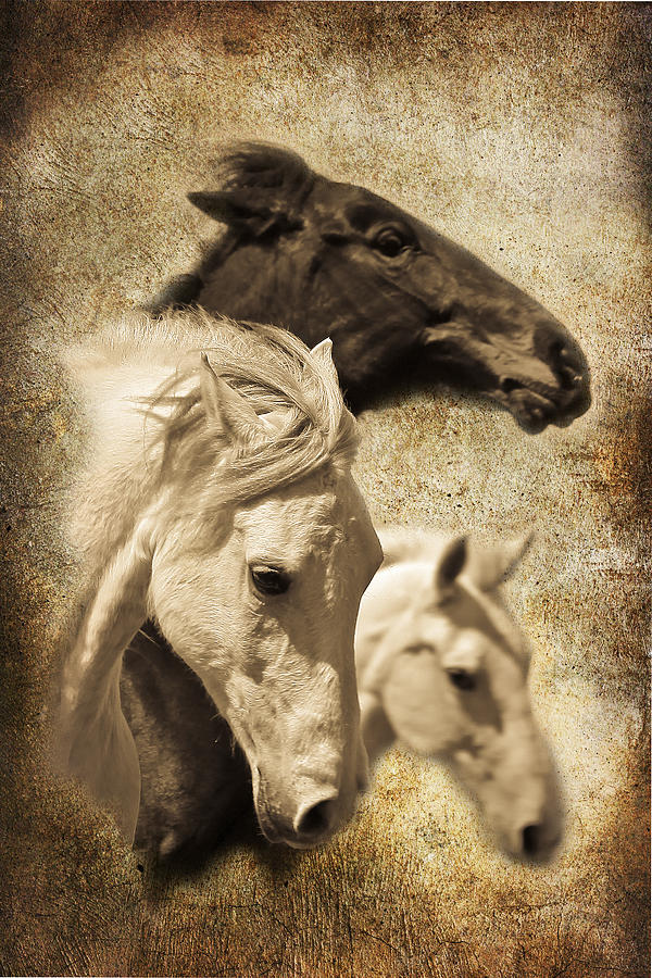 Three Horses West Photograph by Steve McKinzie