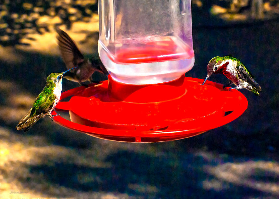 Hummingbird Photograph - Three Humming Birds in Arizona by Bob and Nadine Johnston