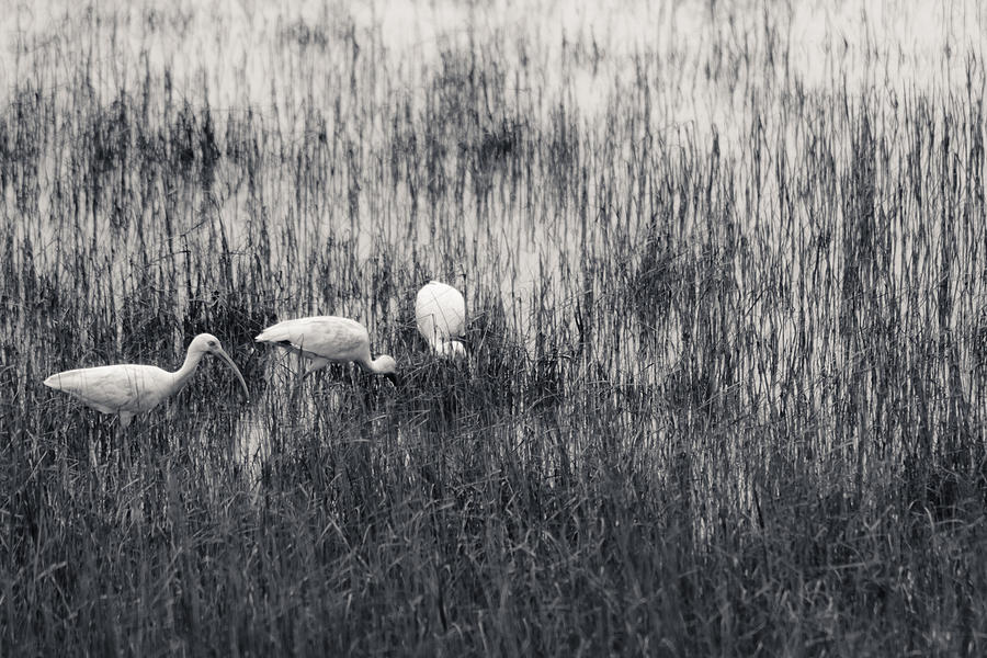 Three Ibis In The Weeds Photograph