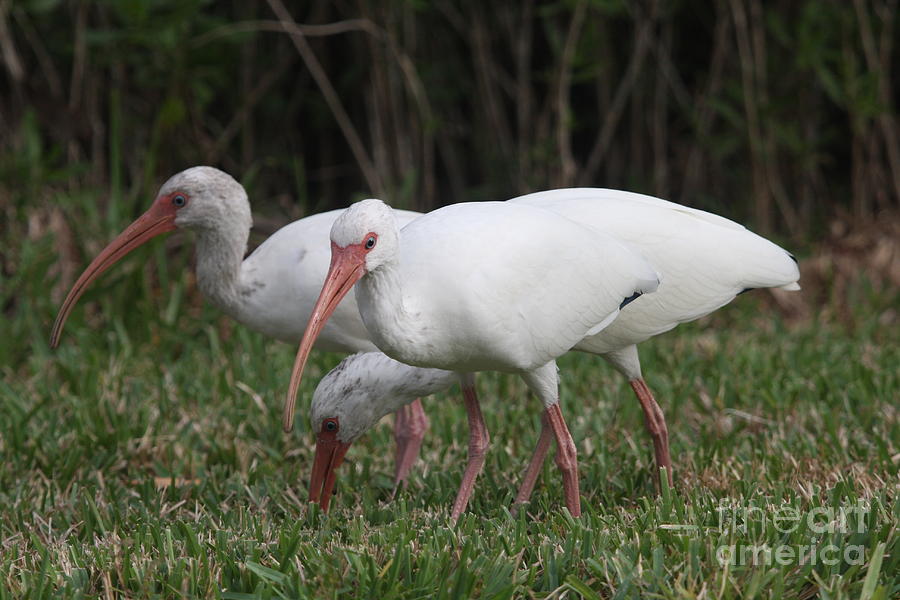 Ibis Photograph - Three Ibis Together by Christiane Schulze Art And Photography