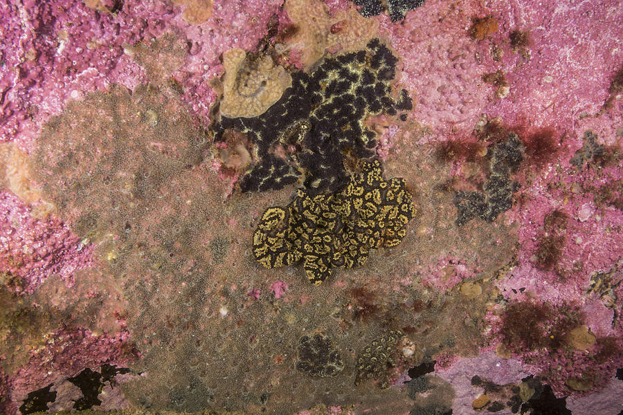Three Invasive Tunicates Photograph by Andrew J. Martinez