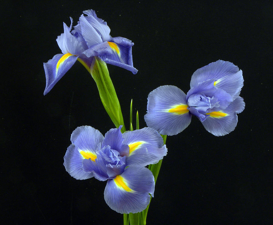 Three Iris Flowers Photograph by Sandi OReilly