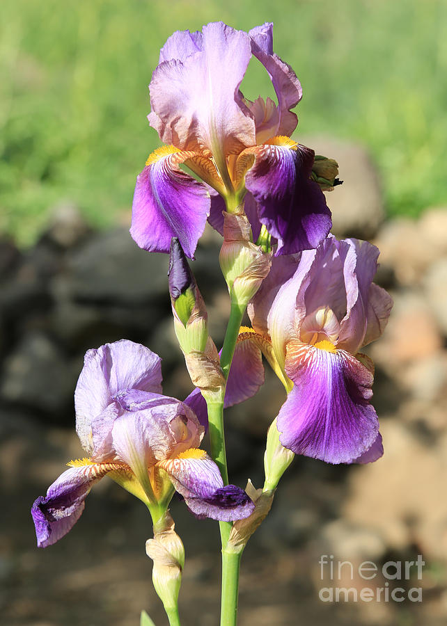 Three Irises Photograph by Carol Groenen