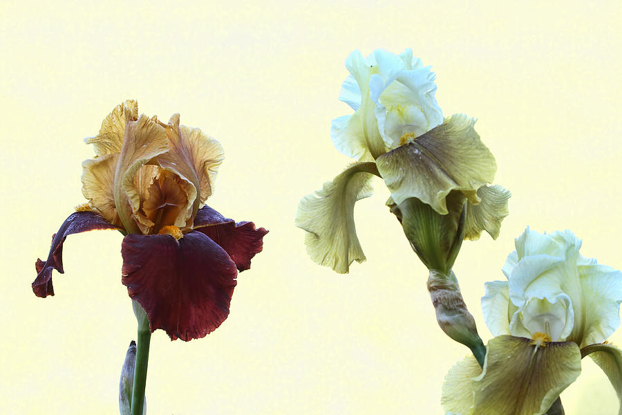 Three Irises Photograph by Peggy Collins