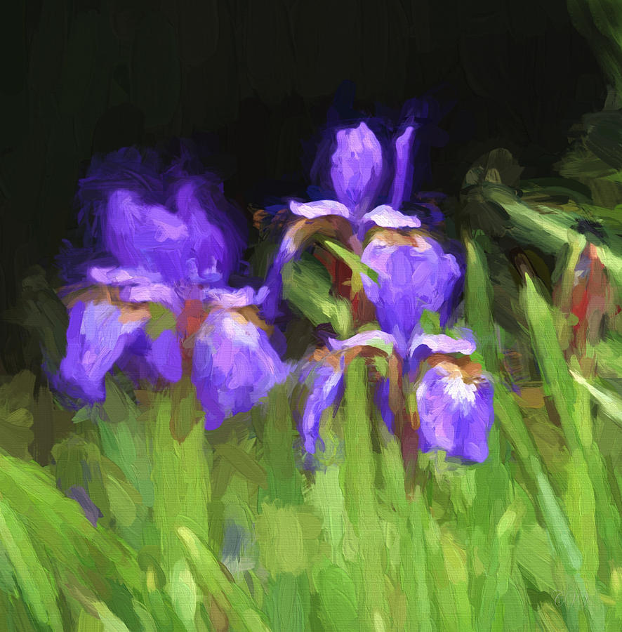 Three Japanese Iris digitally painted photograph Photograph by Clare VanderVeen