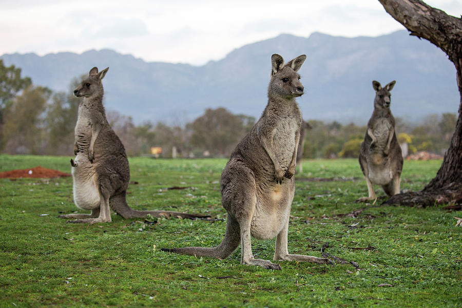 Three Kangaroos Stand Together Photograph by Alexandra Simone | Pixels