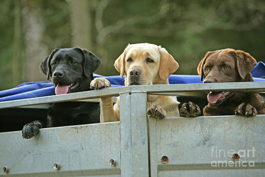 Three Kinds Of Labradors Photograph by Jean-Michel Labat
