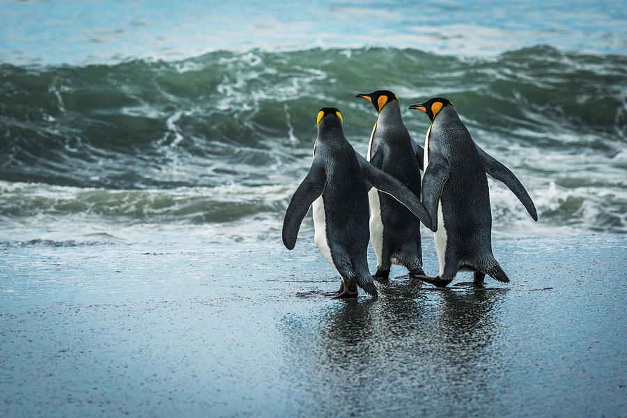 Three King Penguins  Aptenodytes Photograph by Nick Dale