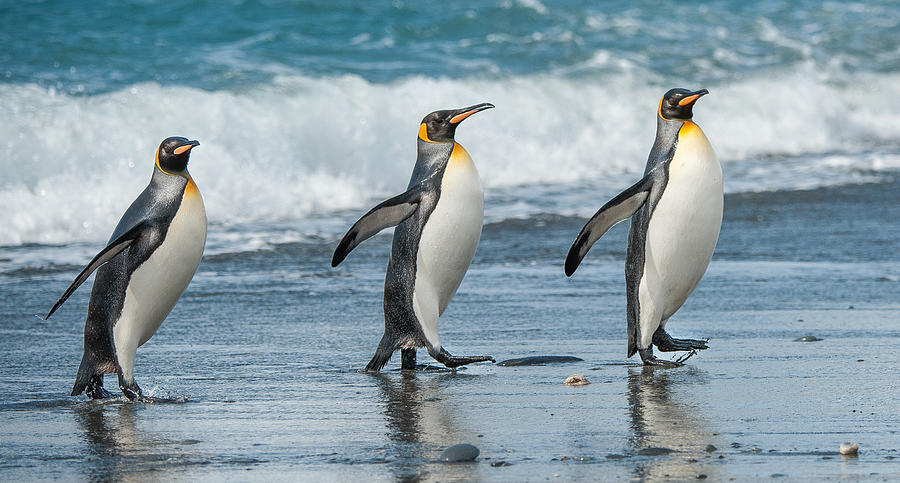 Three King Penguins beach walking in South Georgia Photograph by Elmvilla