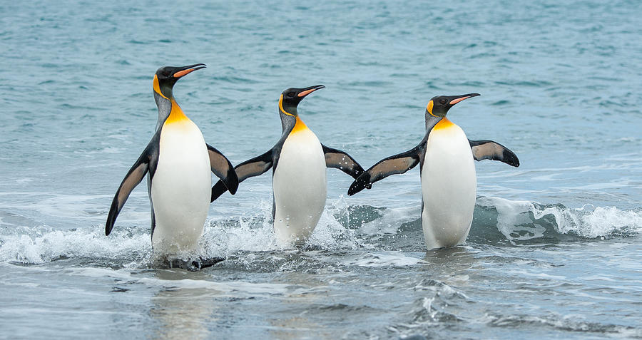 Three King Penguins in the sea of South Georgia Photograph by Elmvilla