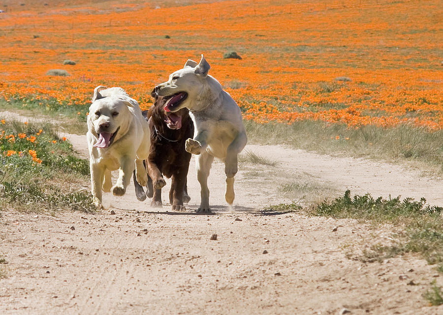 Poppy Photograph - Three Labrador Retrievers Running by Zandria Muench Beraldo