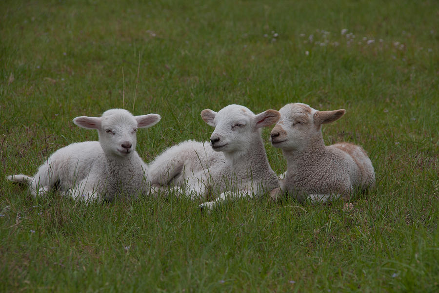Sheep Photograph - Three Lambs by Richard Baker
