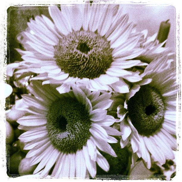 Sunflower Photograph - Three Large Sunflowers #fleur #flower by Lynn Friedman