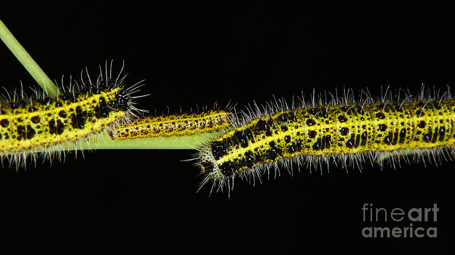 Three Large White Caterpillars Photograph by Nick  Biemans