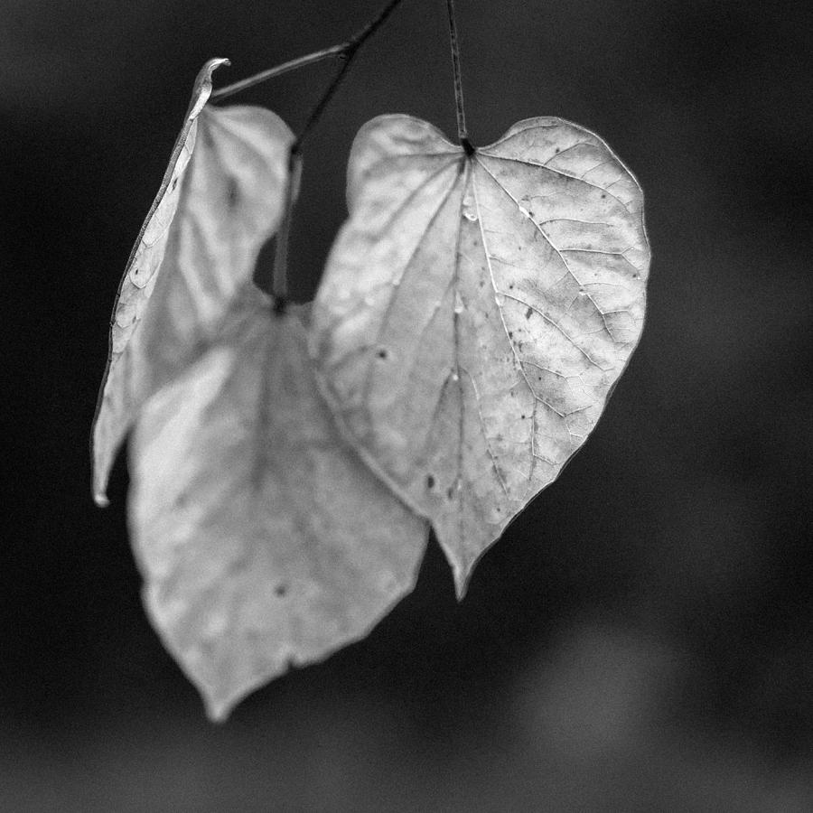 Three leaves in Autumn Photograph by Patrick Lynch - Fine Art America