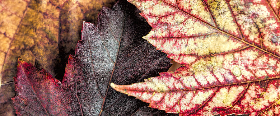 Three Leaves Photograph by John Crothers