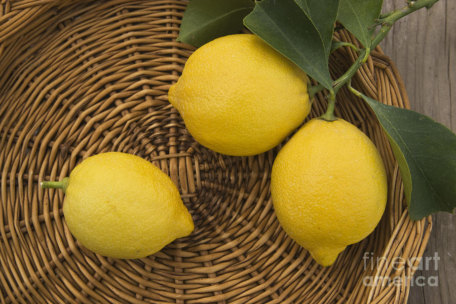 Three Lemons Photograph by Inga Spence